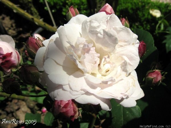 '<i>Rosa</i> x <i>noisettiana</i> Thory' rose photo
