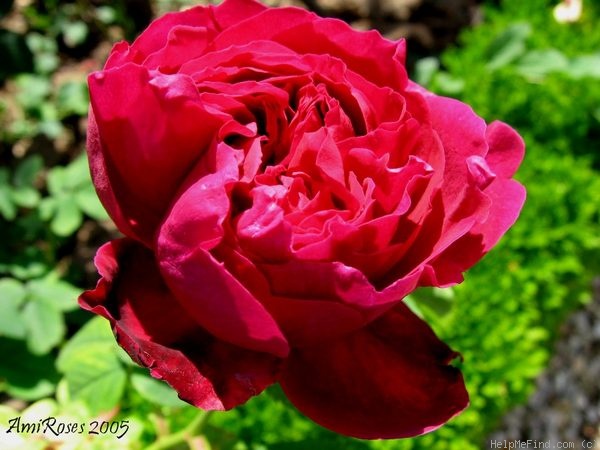 'Madame Louis Blanchet' rose photo