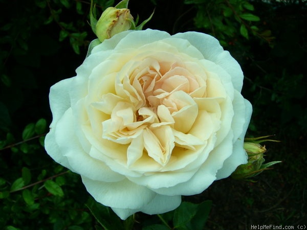 'Fragrant Memories' rose photo