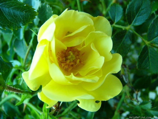 'Flower Carpet ® Sunshine' rose photo