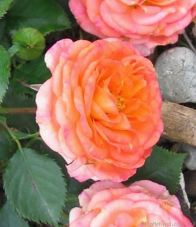 'Busy Bee ™ (miniature, Saville 1994)' rose photo