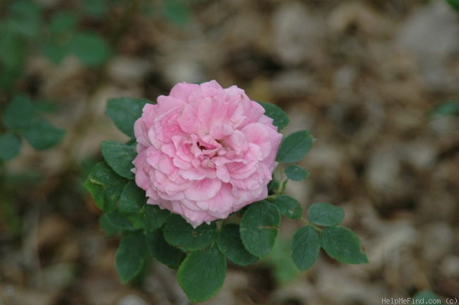 'Jacques Cartier' rose photo