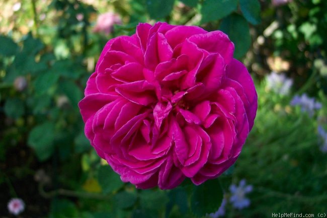 'Comice de Tarn-et-Garonne' rose photo