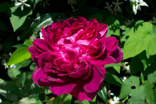 'James Veitch (perpetual moss, E. Verdier, 1864)' rose photo