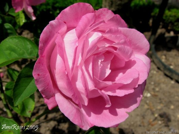 'Madame Sophie Froppot' rose photo