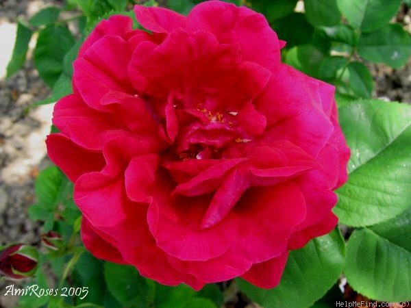 'Princesse de Béarn' rose photo