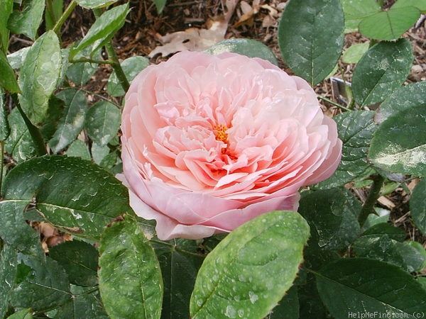 'Alnwick Castle' rose photo