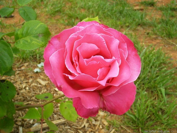 'Ruffles (hybrid tea, Perry 1994)' rose photo