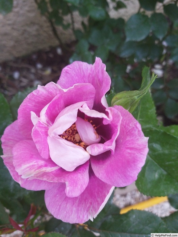 'Blue Eyes ® (floribunda, James 2004)' rose photo