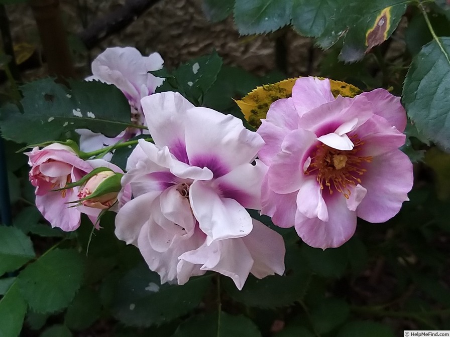'Blue Eyes ® (floribunda, James 2004)' rose photo