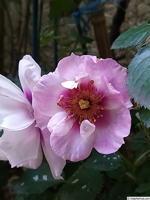 'Blue Eyes ® (floribunda, James 2004)' rose photo