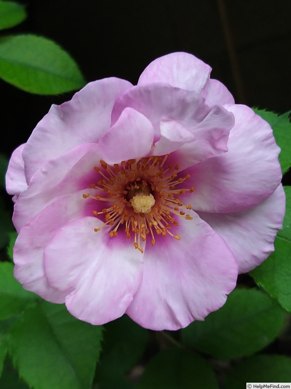 'Blue Eyes ® (floribunda, James 2004)' rose photo