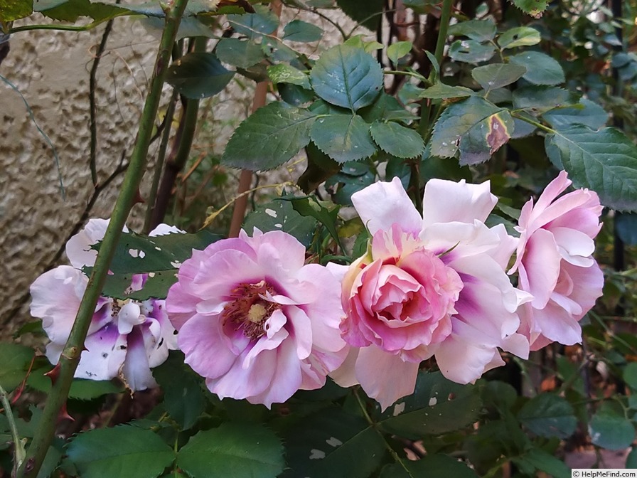 'Blue Eyes ® (floribunda, James 2004)' rose photo