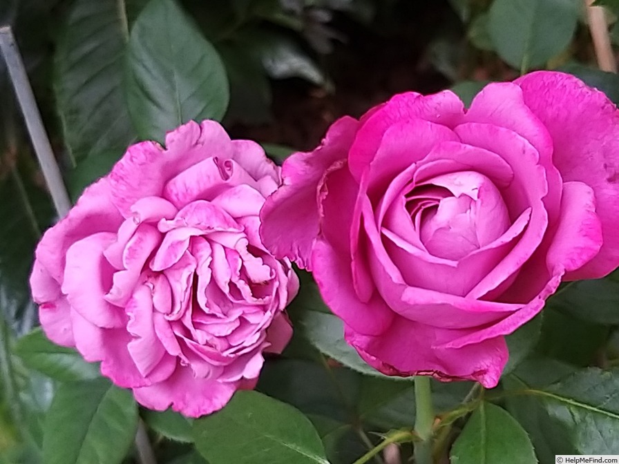 'Blue River ® (hybrid tea, Kordes, 1984)' rose photo