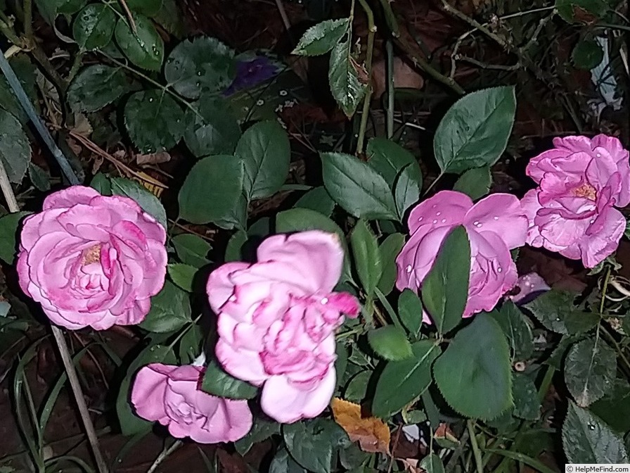 'Blue River ® (hybrid tea, Kordes, 1984)' rose photo