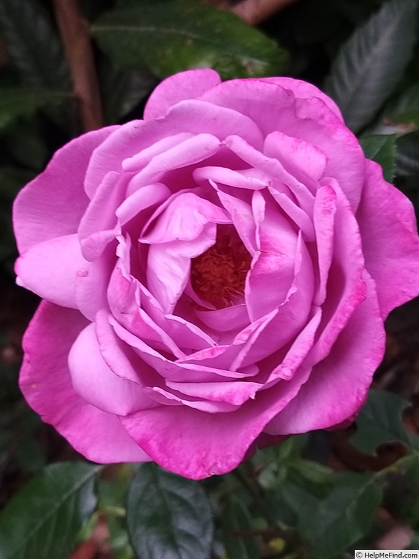 'Blue River ® (hybrid tea, Kordes, 1984)' rose photo