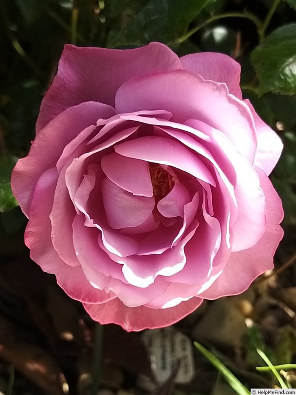 'Blue River ® (hybrid tea, Kordes, 1984)' rose photo