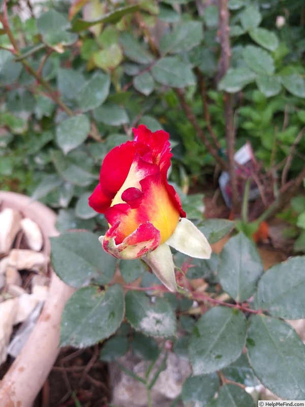 'Bolshoï ® (hybrid tea, Meilland, 1996)' rose photo
