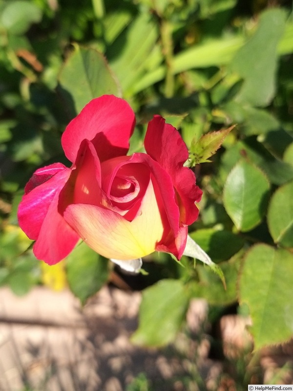 'Bolshoï ® (hybrid tea, Meilland, 1996)' rose photo