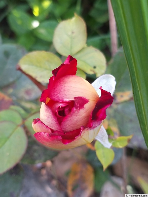 'Bolshoï ® (hybrid tea, Meilland, 1996)' rose photo