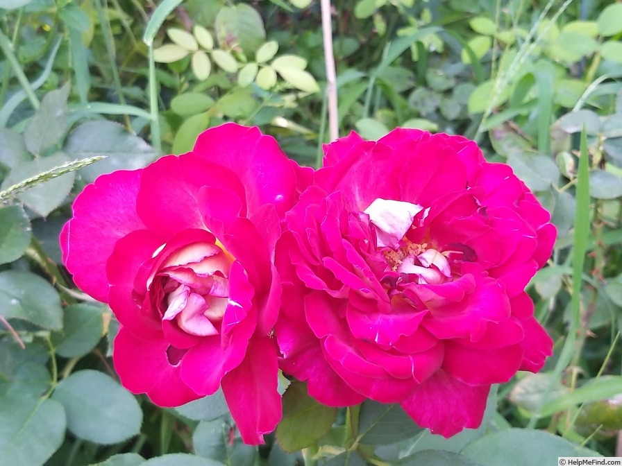 'Bolshoï ® (hybrid tea, Meilland, 1996)' rose photo