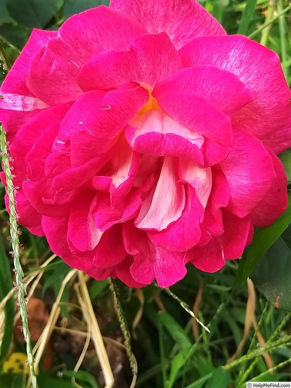 'Bolshoï ® (hybrid tea, Meilland, 1996)' rose photo