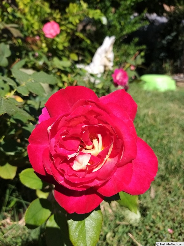 'Bolshoï ® (hybrid tea, Meilland, 1996)' rose photo