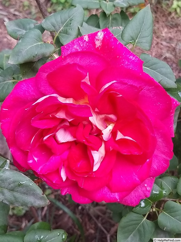 'Bolshoï ® (hybrid tea, Meilland, 1996)' rose photo