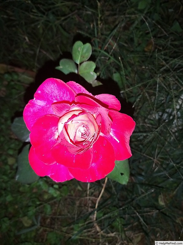 'Bolshoï ® (hybrid tea, Meilland, 1996)' rose photo