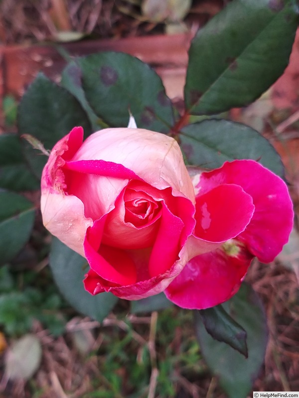 'Bolshoï ® (hybrid tea, Meilland, 1996)' rose photo