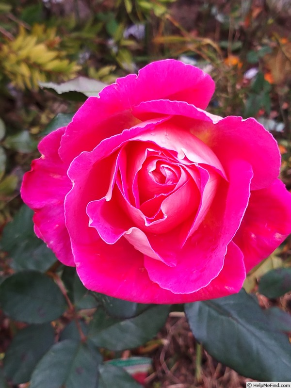 'Bolshoï ® (hybrid tea, Meilland, 1996)' rose photo