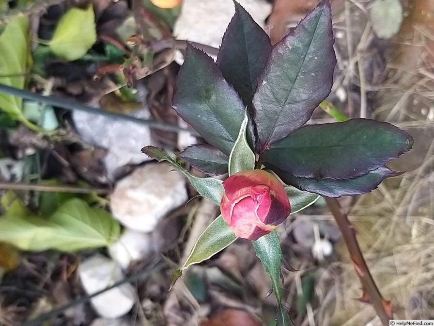 'Bolshoï ® (hybrid tea, Meilland, 1996)' rose photo