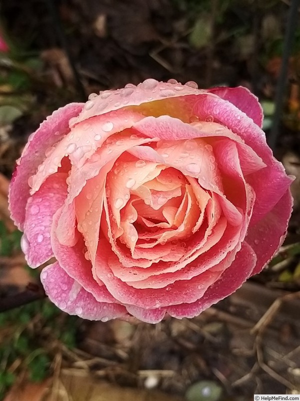 'Bolshoï ® (hybrid tea, Meilland, 1996)' rose photo