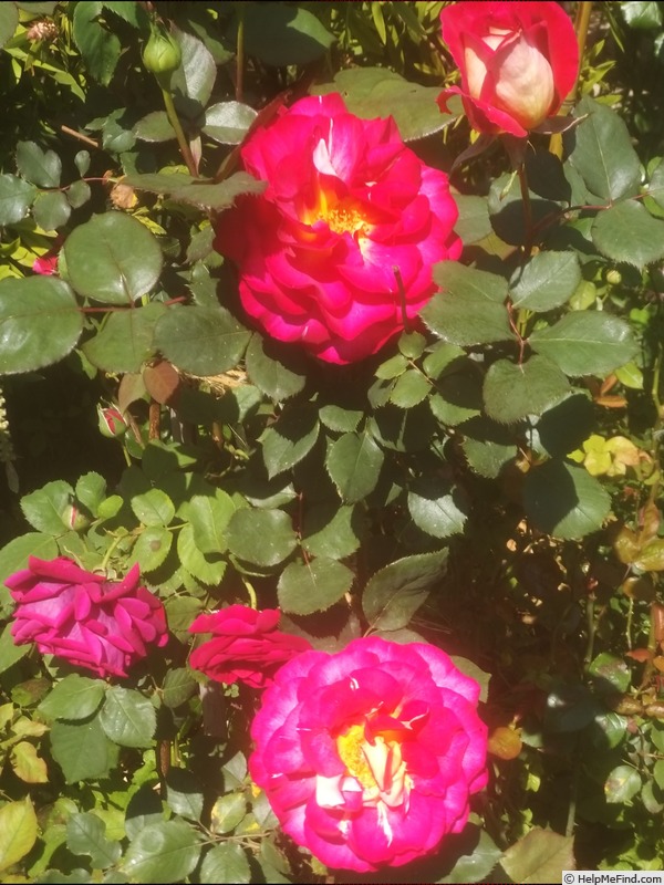 'Bolshoï ® (hybrid tea, Meilland, 1996)' rose photo