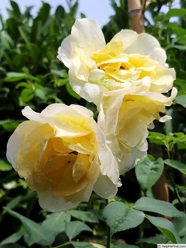 'Bordure d'Or®' rose photo