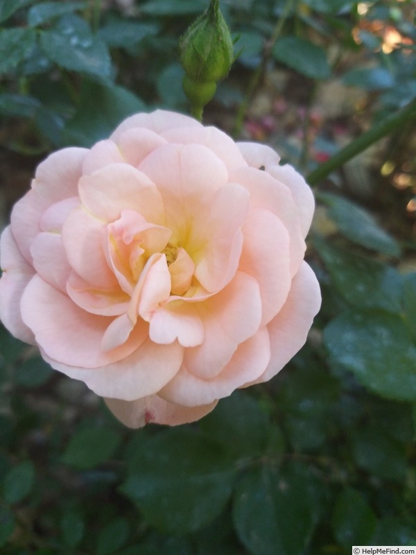 'Bordure Nacrée ®' rose photo