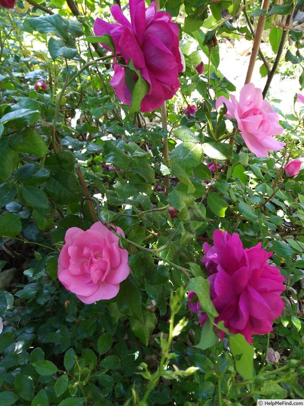 'Bordure Rose No. 2' rose photo