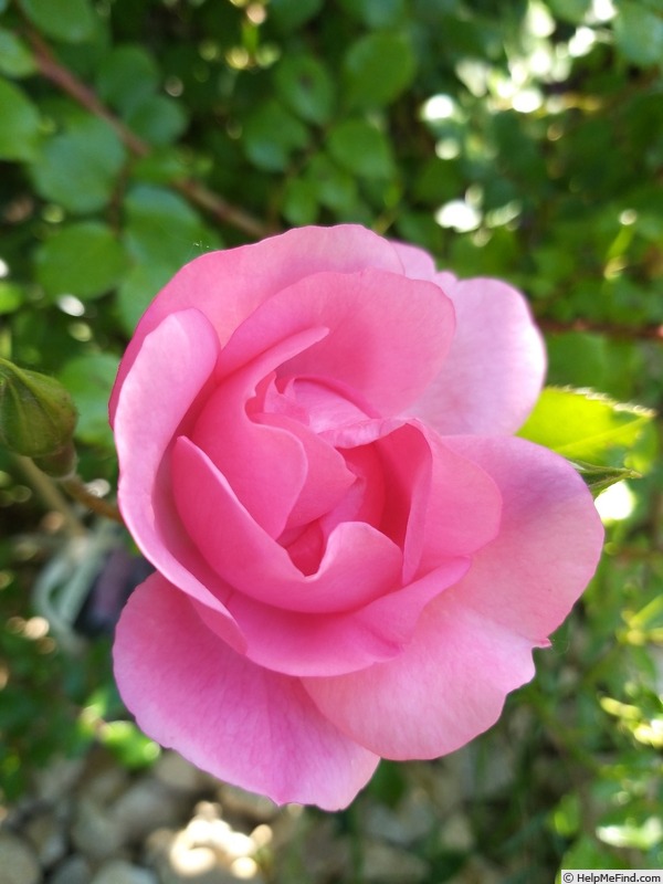 'Bordure Rose No. 2' rose photo