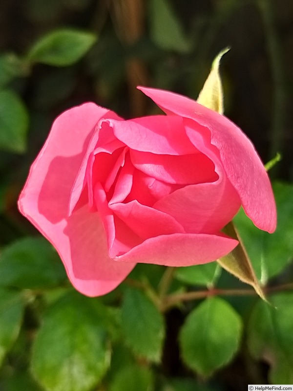 'Bordure Rose No. 2' rose photo