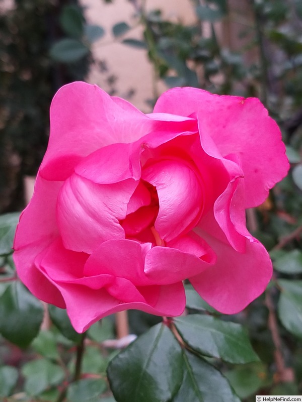 'Bordure Rose No. 2' rose photo