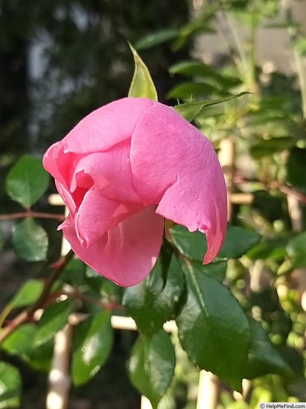 'Bordure Rose No. 2' rose, click to enlarge 'Bordure Rose No. 2' rose photo