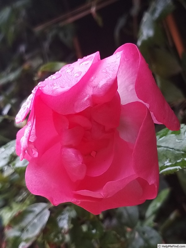 'Bordure Rose No. 2' rose photo