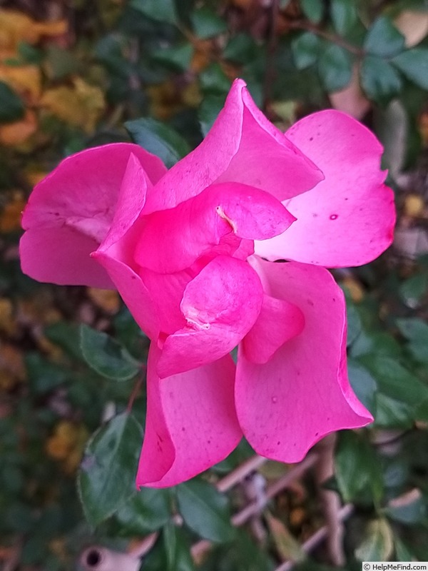 'Bordure Rose No. 2' rose photo