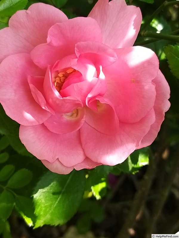 'Bordure Rose No. 2' rose, click to enlarge 'Bordure Rose No. 2' rose photo