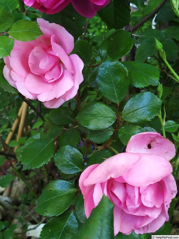 'Bordure Rose No. 2' rose, click to enlarge 'Bordure Rose No. 2' rose photo