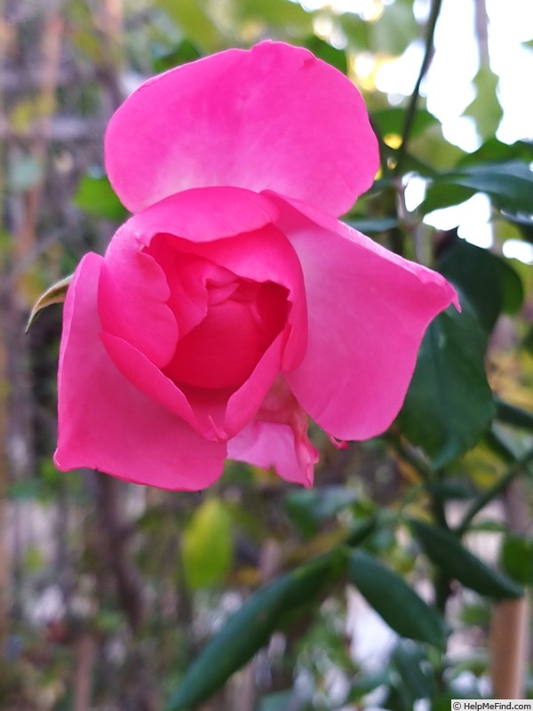 'Bordure Rose No. 2' rose photo