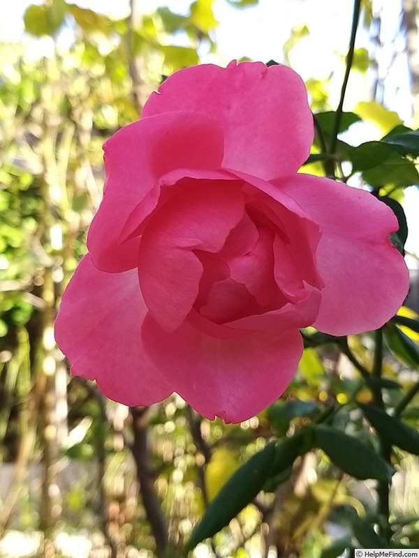 'Bordure Rose No. 2' rose photo