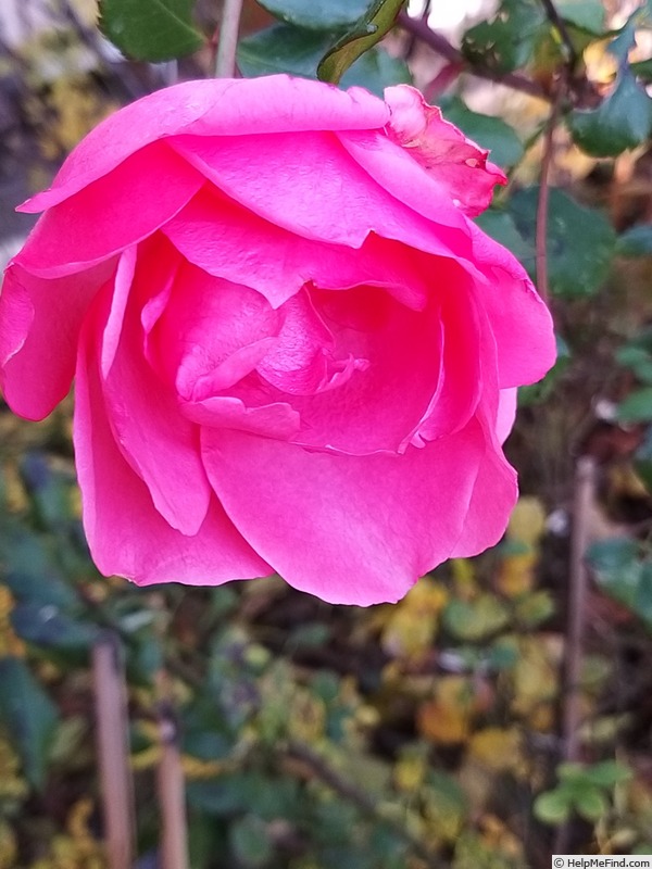 'Bordure Rose No. 2' rose photo