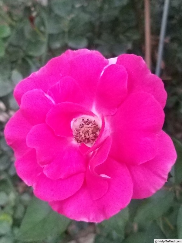 'Bordure Vive ®' rose photo