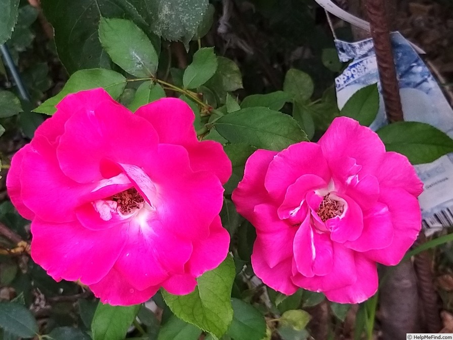 'Bordure Vive ®' rose photo